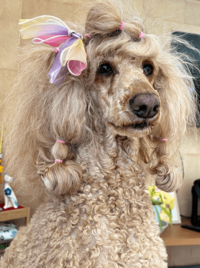 Lilly antes da Tosa